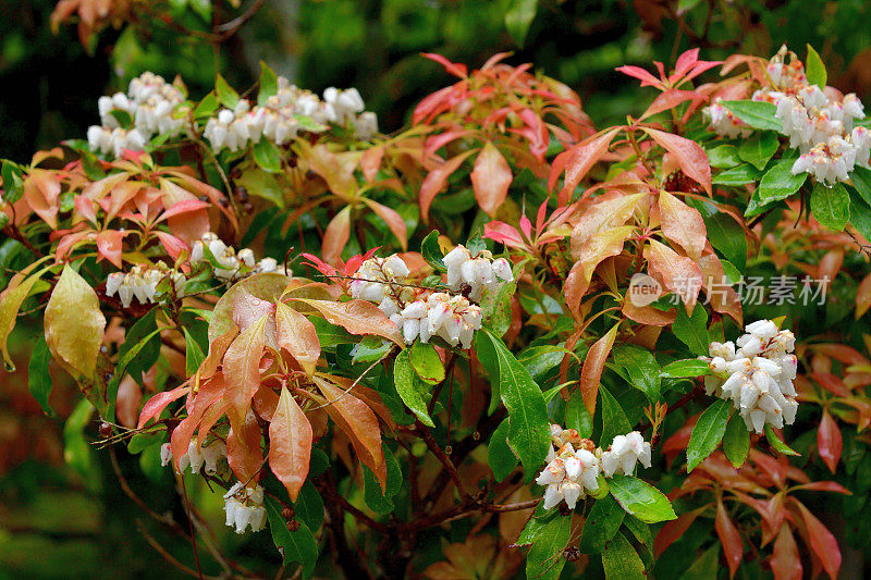 Pieris japonica /日本仙女座花